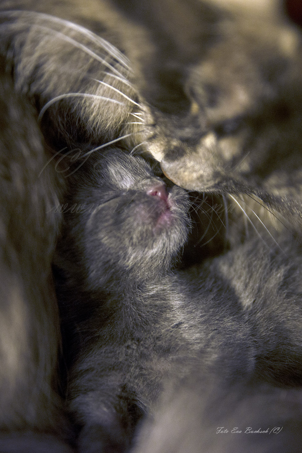 Huldrelandets Legolas - foto av Eva Bucksch